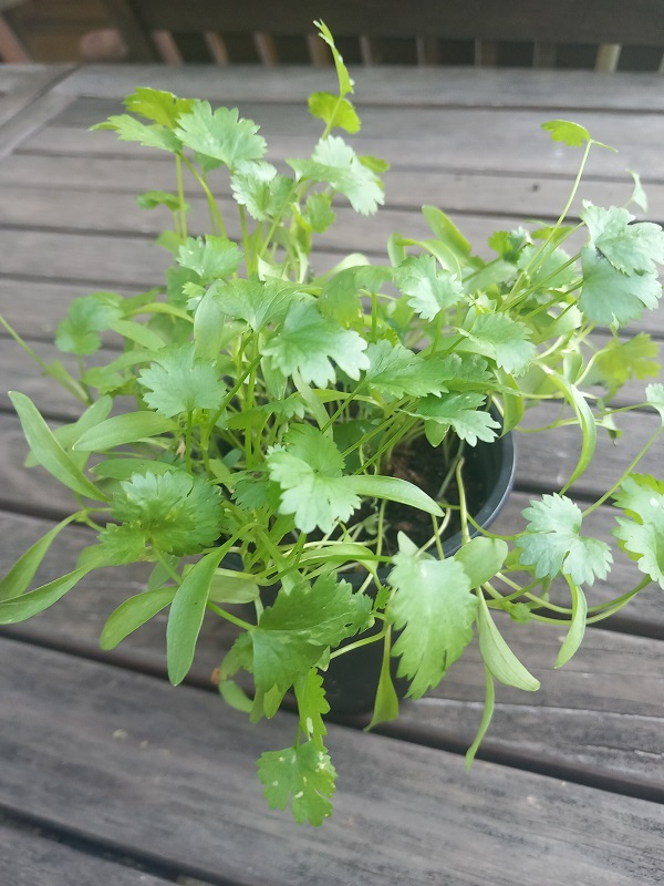 Koriander Slow Bolt (pre produkciu listom s neskorším vybiehaním do kvetu) (Coriandrum sativum ), 1 kg